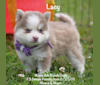 Photo of Lacy, a Pomsky  in Allerton, IA, USA