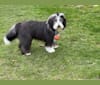 Photo of Rosie, a Bearded Collie  in Simcoe, ON, Canada