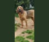 Photo of Otis, a Bloodhound  in Levittown, Pennsylvania, USA