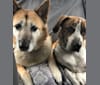 Roxy, an Akita and German Shepherd Dog mix tested with EmbarkVet.com