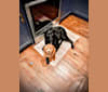 Jett, a German Shepherd Dog and Australian Cattle Dog mix tested with EmbarkVet.com