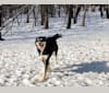 Koda, an Alaskan Malamute and Siberian Husky mix tested with EmbarkVet.com
