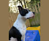 Ziggy Stardust, an American Pit Bull Terrier and American Bulldog mix tested with EmbarkVet.com