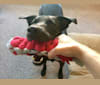 Chewpy, a Staffordshire Terrier and Labrador Retriever mix tested with EmbarkVet.com