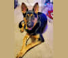 Leia, a German Shepherd Dog tested with EmbarkVet.com