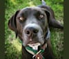 Photo of Bailey Bodie, an American Pit Bull Terrier, Catahoula Leopard Dog, Rottweiler, Chow Chow, and Mixed mix in Carrollton, Texas, USA