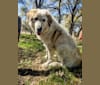 Photo of Moo Moo, a Great Pyrenees and Mixed mix in Bastrop, TX, USA
