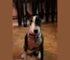 Photo of Laila, a Miniature Bull Terrier  in Colleyville, Texas, USA