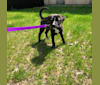Kona, an American Pit Bull Terrier and Siberian Husky mix tested with EmbarkVet.com