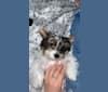 Ace, a Biewer Terrier tested with EmbarkVet.com