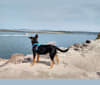 Holly, an Australian Shepherd and German Shepherd Dog mix tested with EmbarkVet.com