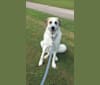 Penny Mae, an Anatolian Shepherd Dog and Great Pyrenees mix tested with EmbarkVet.com