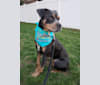 Kailee, an American Pit Bull Terrier and Rottweiler mix tested with EmbarkVet.com