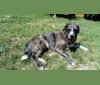 Bardi, a Labrador Retriever and American Pit Bull Terrier mix tested with EmbarkVet.com