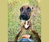 Pops, an American Staffordshire Terrier and American Pit Bull Terrier mix tested with EmbarkVet.com