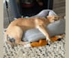 Photo of Murphy, an American Pit Bull Terrier, Siberian Husky, German Shepherd Dog, and Mixed mix in Liberty Hill, Texas, USA