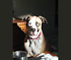 Blue, an American Pit Bull Terrier and American Bulldog mix tested with EmbarkVet.com