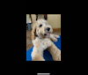 Dex, a Goldendoodle tested with EmbarkVet.com