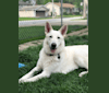 Fargo, a White Shepherd tested with EmbarkVet.com