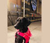Charlie Bear, an American English Coonhound and Labrador Retriever mix tested with EmbarkVet.com