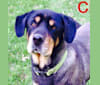 Chief, a German Shepherd Dog and Labrador Retriever mix tested with EmbarkVet.com
