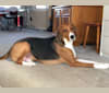 Sage, an American Foxhound tested with EmbarkVet.com