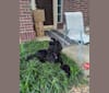 Photo of ABC's Baby Raven, a Poodle (Standard)  in Spring, Texas, USA