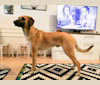 Hurja, an Eastern European Village Dog tested with EmbarkVet.com