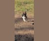 Misty, a Teddy Roosevelt Terrier tested with EmbarkVet.com
