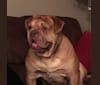 Tyson, an American Bulldog and Bulldog mix tested with EmbarkVet.com