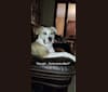 Benjamin, an American Pit Bull Terrier and American Bulldog mix tested with EmbarkVet.com