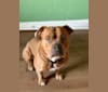 Kobe, an Olde English Bulldogge and American Bulldog mix tested with EmbarkVet.com