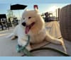 Navi, a Samoyed tested with EmbarkVet.com