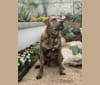 Kotiya, a Tibetan Mastiff and American Bulldog mix tested with EmbarkVet.com