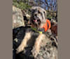 Piper, a Labrador Retriever and Redbone Coonhound mix tested with EmbarkVet.com