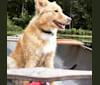 Quincy, a Labrador Retriever and Siberian Husky mix tested with EmbarkVet.com