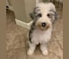 Tucker Valentine, a Sheepadoodle tested with EmbarkVet.com