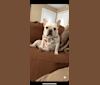 Milo, a French Bulldog tested with EmbarkVet.com