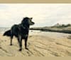 Photo of Remmy, a Beagle, Poodle (Small), Labrador Retriever, and Mixed mix in Newport, Rhode Island, USA