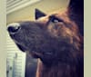 Bear, a German Shepherd Dog and Australian Cattle Dog mix tested with EmbarkVet.com