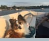 Mr. Waffles, a Pomeranian and Australian Cattle Dog mix tested with EmbarkVet.com