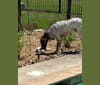 Arrow, a German Shorthaired Pointer and American Pit Bull Terrier mix tested with EmbarkVet.com