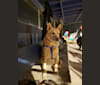 Rhea, a German Shepherd Dog and Australian Shepherd mix tested with EmbarkVet.com