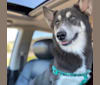 Photo of SHELLEY, a Pomsky  in Richmond, IN, USA