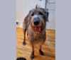 Gulliver, an Irish Wolfhound tested with EmbarkVet.com