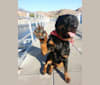 Lucy, a Rottweiler tested with EmbarkVet.com