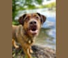 Matteo, a Labrador Retriever and American Pit Bull Terrier mix tested with EmbarkVet.com