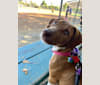 Rue, an American Pit Bull Terrier and Poodle (Small) mix tested with EmbarkVet.com