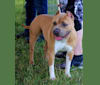 Rhodie, an American Bully and American Staffordshire Terrier mix tested with EmbarkVet.com