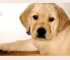 Xander, a Labrador Retriever tested with EmbarkVet.com